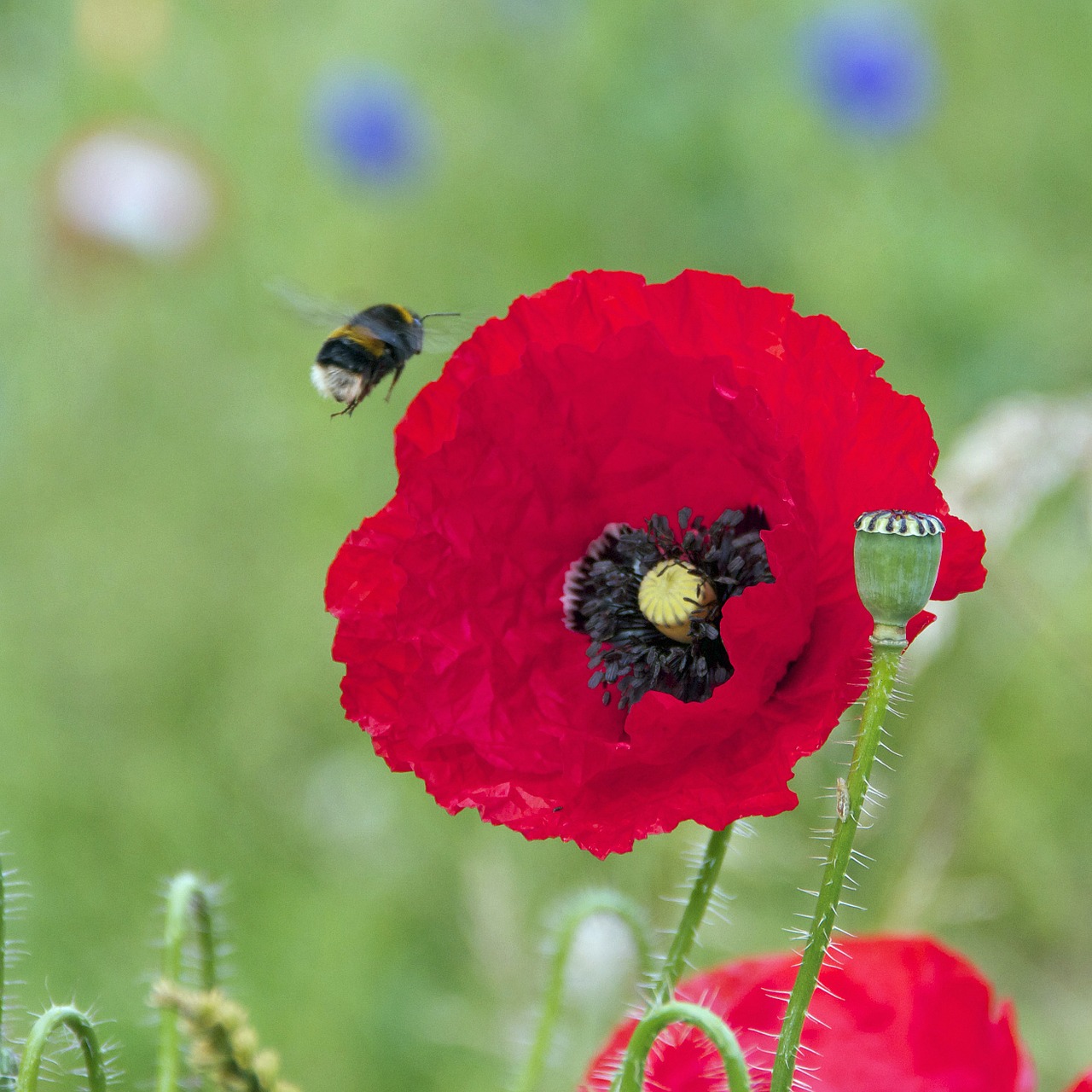 bea flower poppy free photo