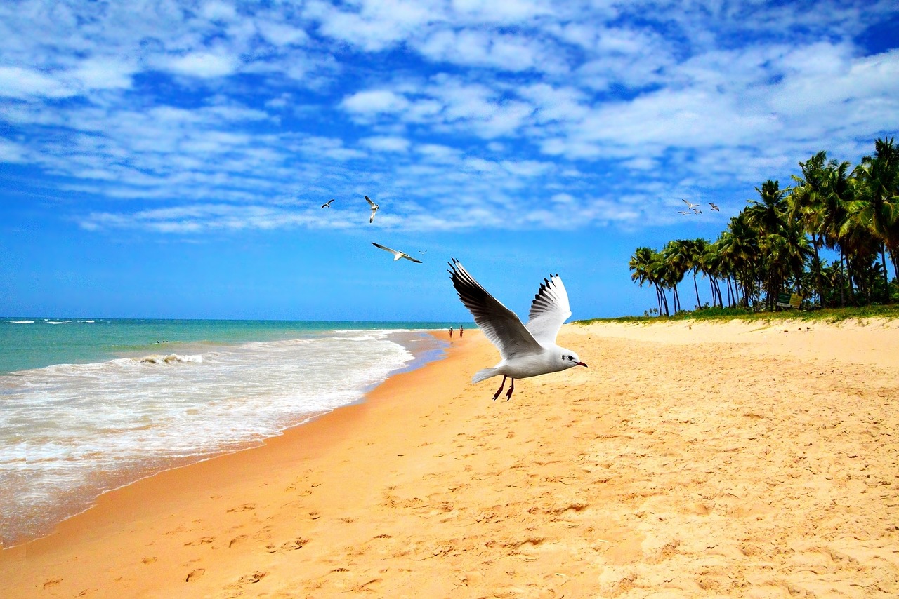 beach orla mar free photo