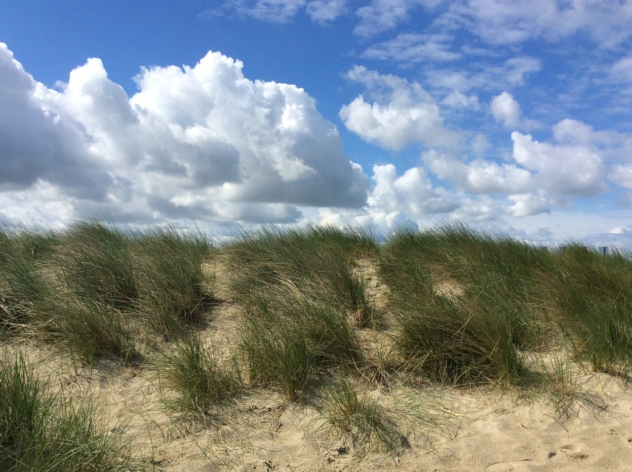 beach dunes dune grass free photo