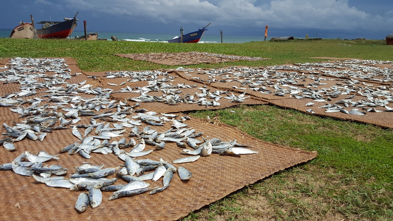 beach malaysia fish free photo