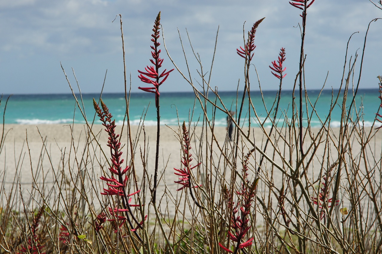 beach plant sand free photo