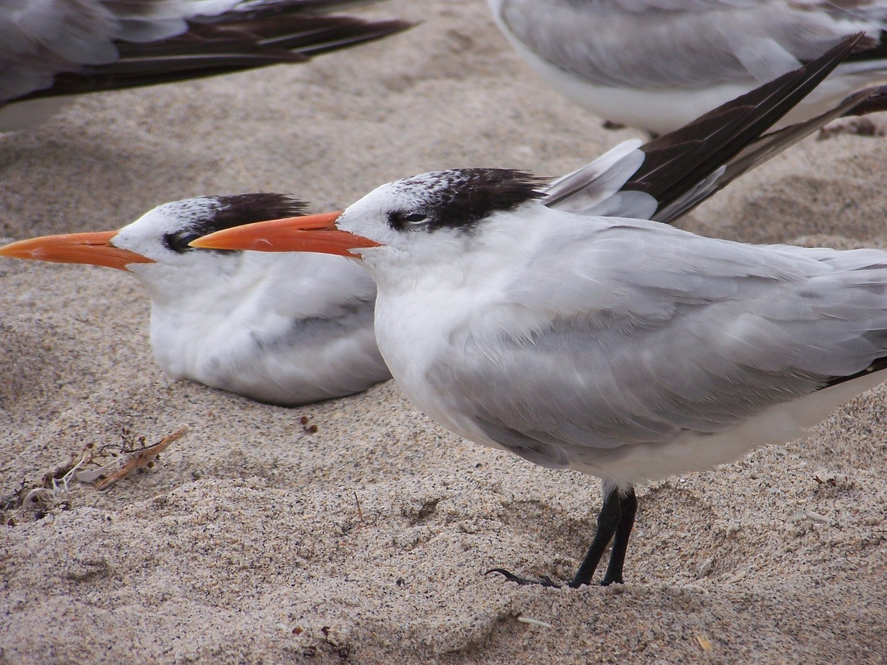 seagull bird nature free photo