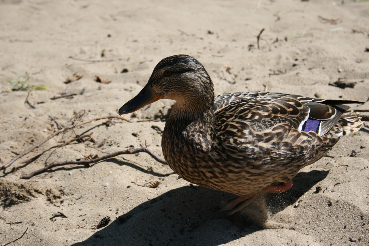 beach duck nature free photo