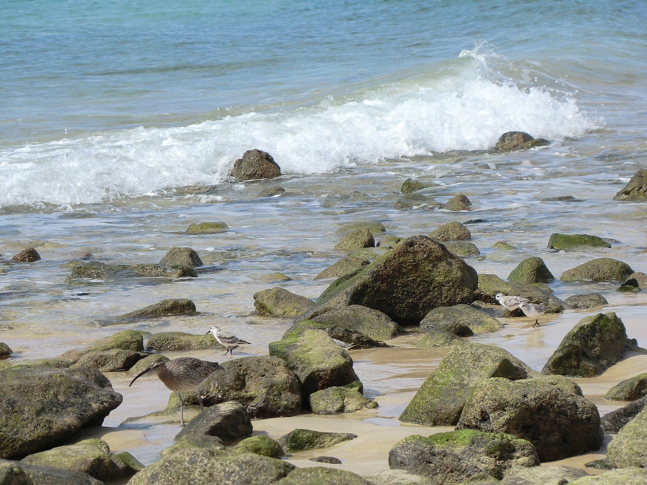 beach stones sea free photo