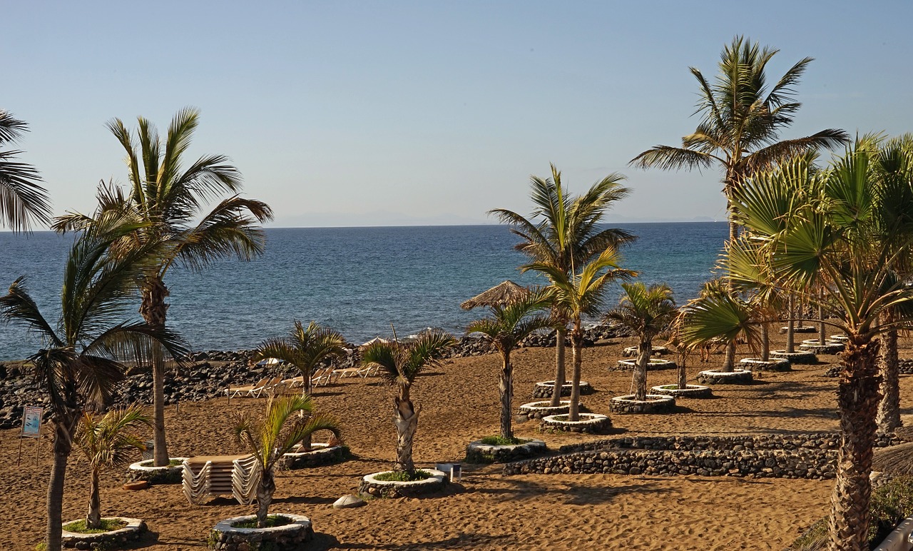 beach palm trees sea free photo