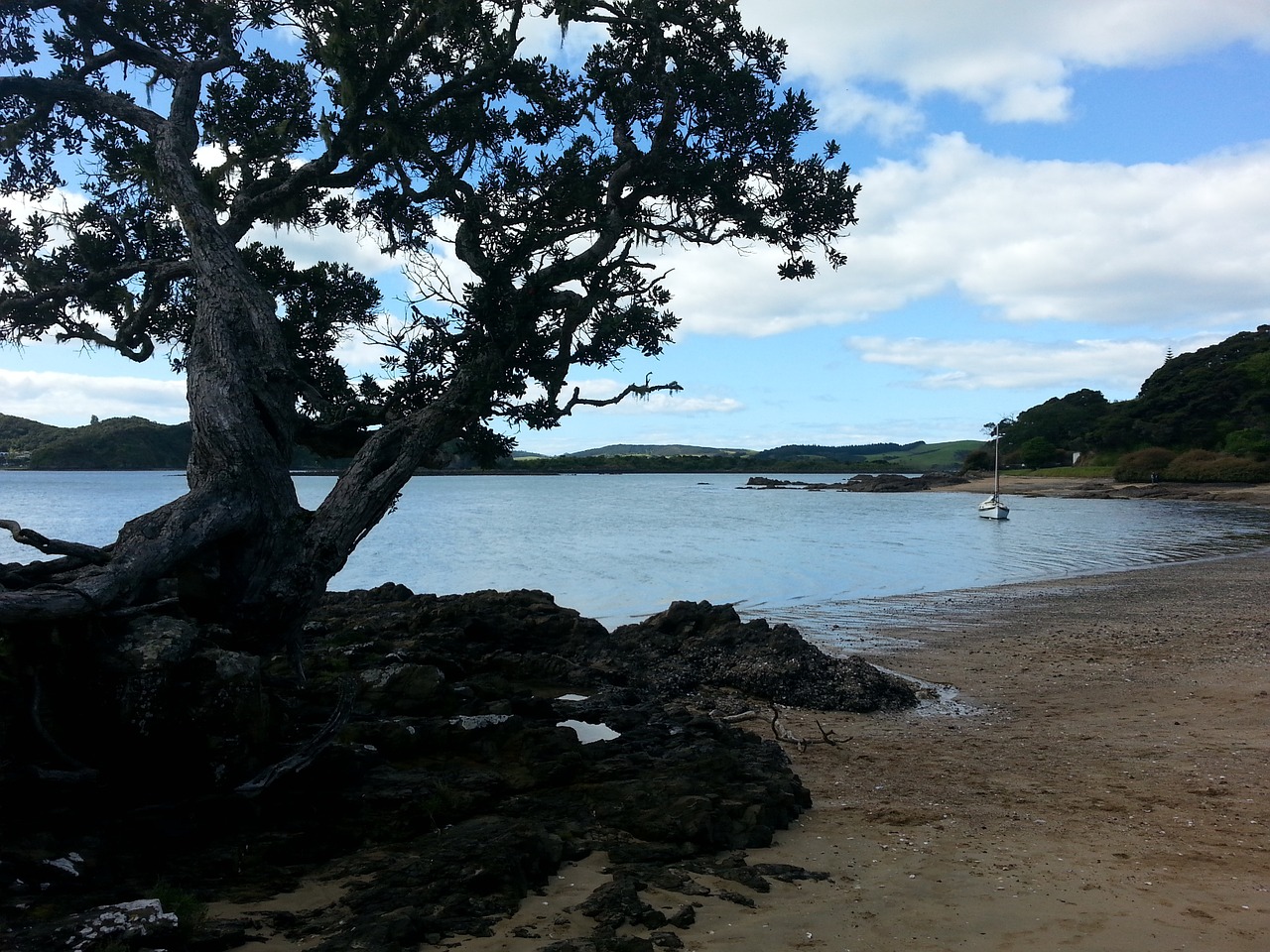 beach tree water free photo