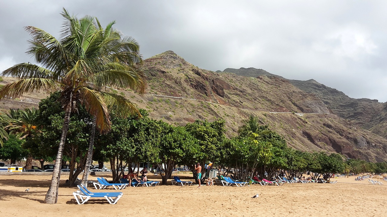 beach palm trees tenerife free photo