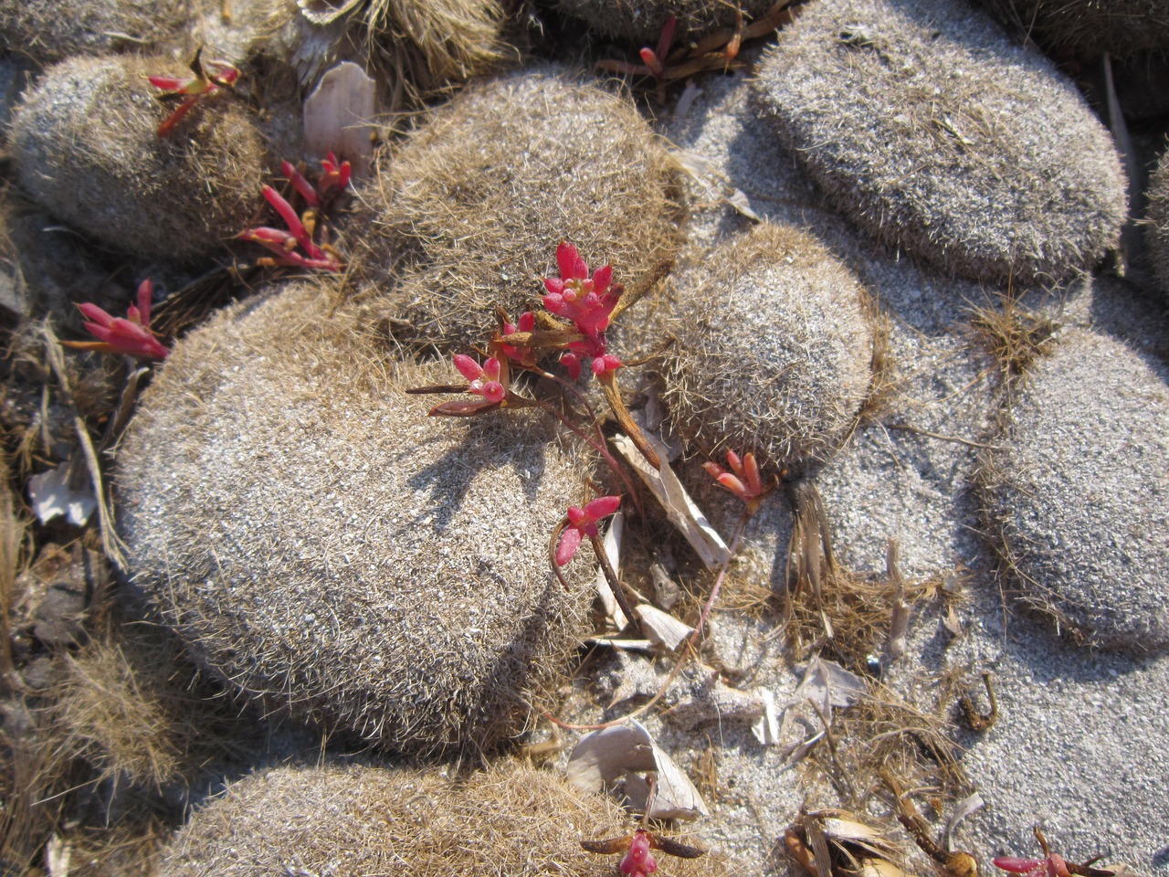 beach seaweed sand free photo