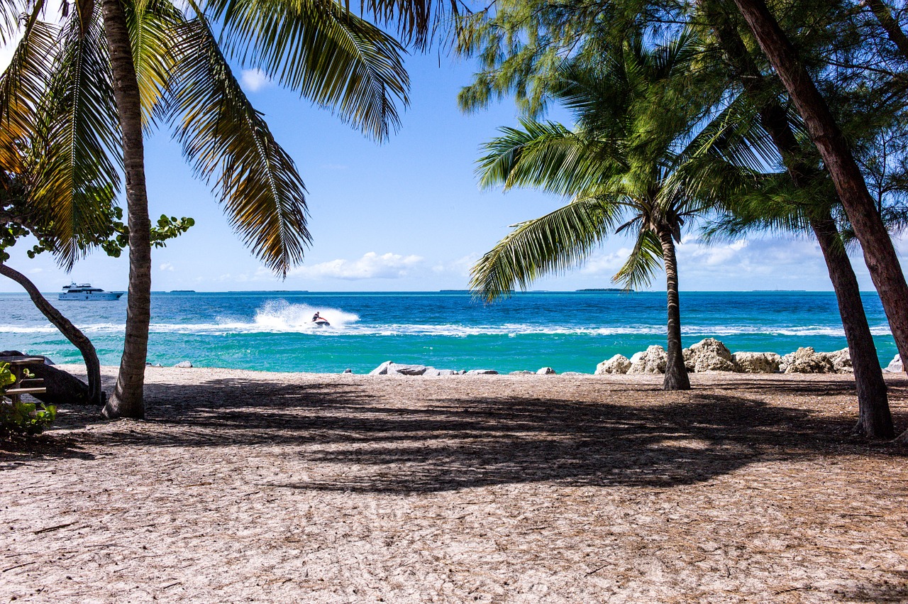 beach palm trees sand free photo