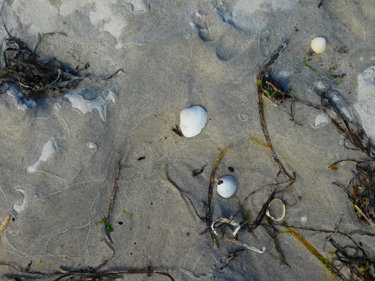 beach shells sand free photo