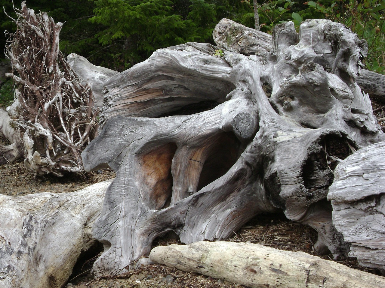 beach driftwood roots free photo