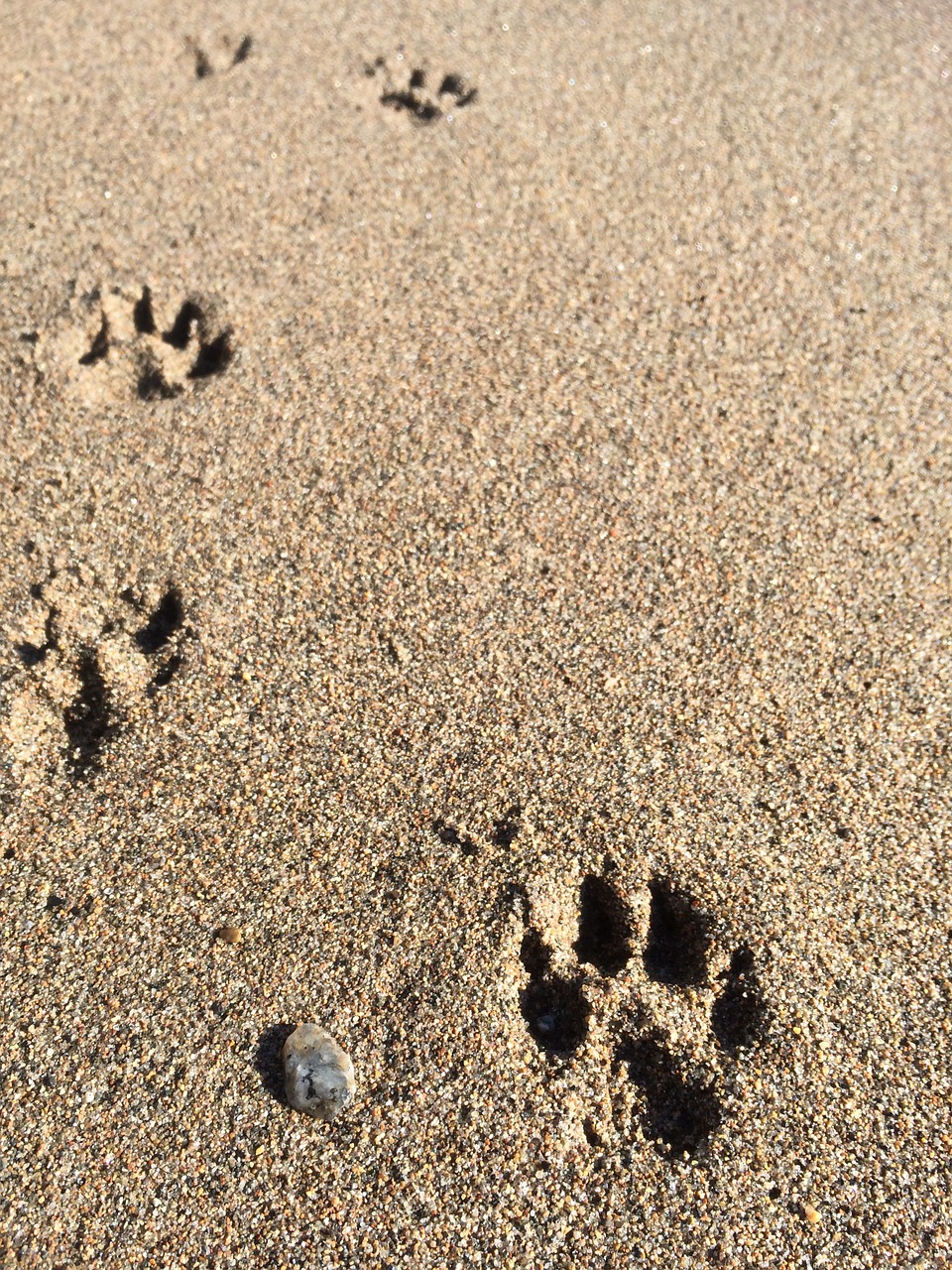 beach dog paws free photo