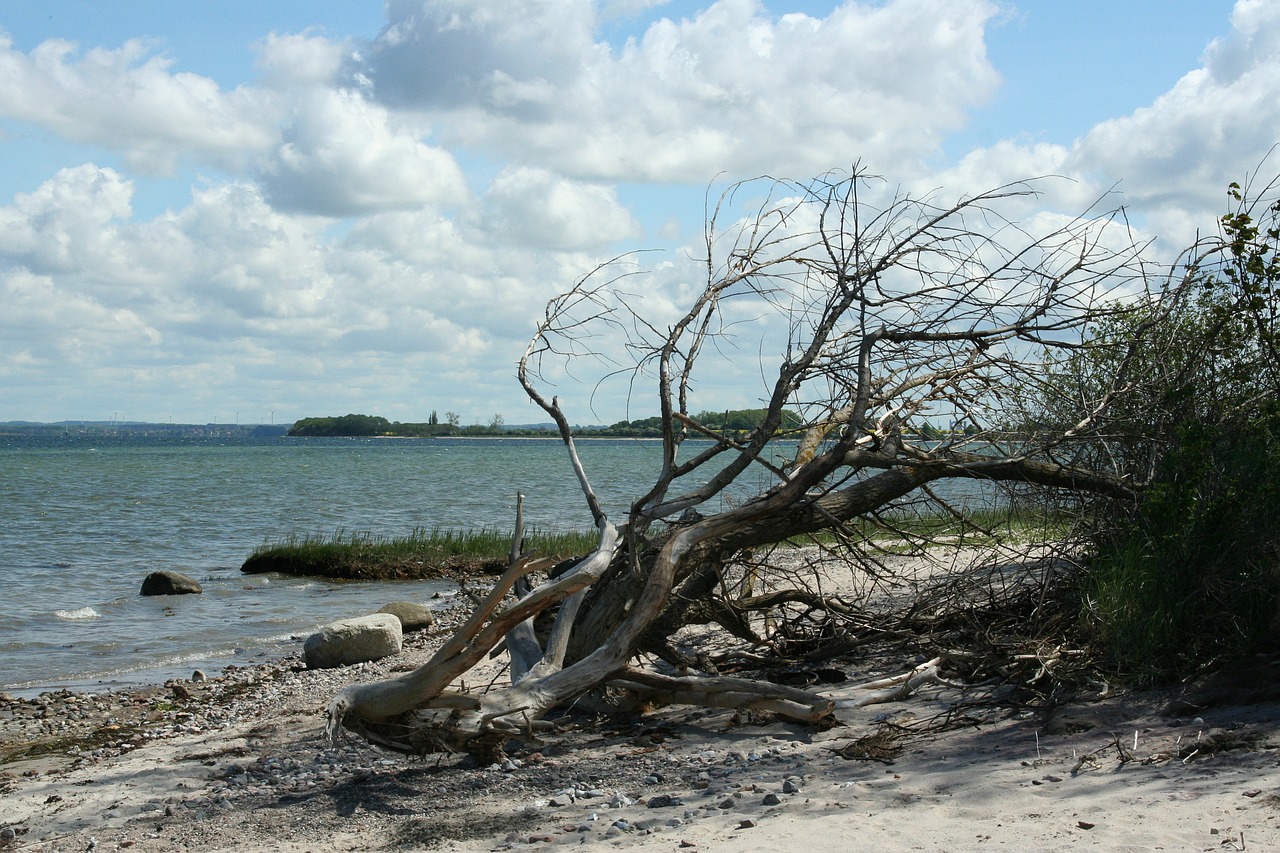 beach wood coast free photo