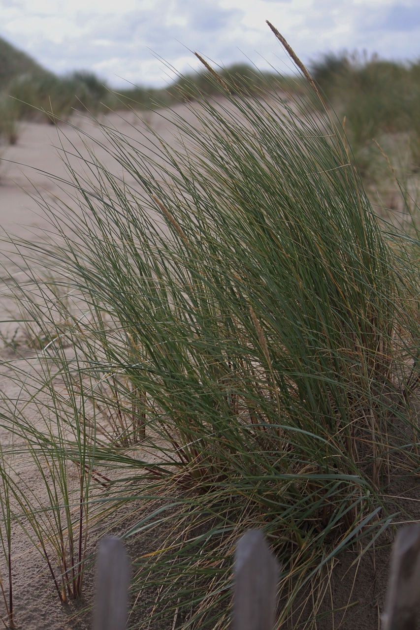 beach beach wind osttsee free photo