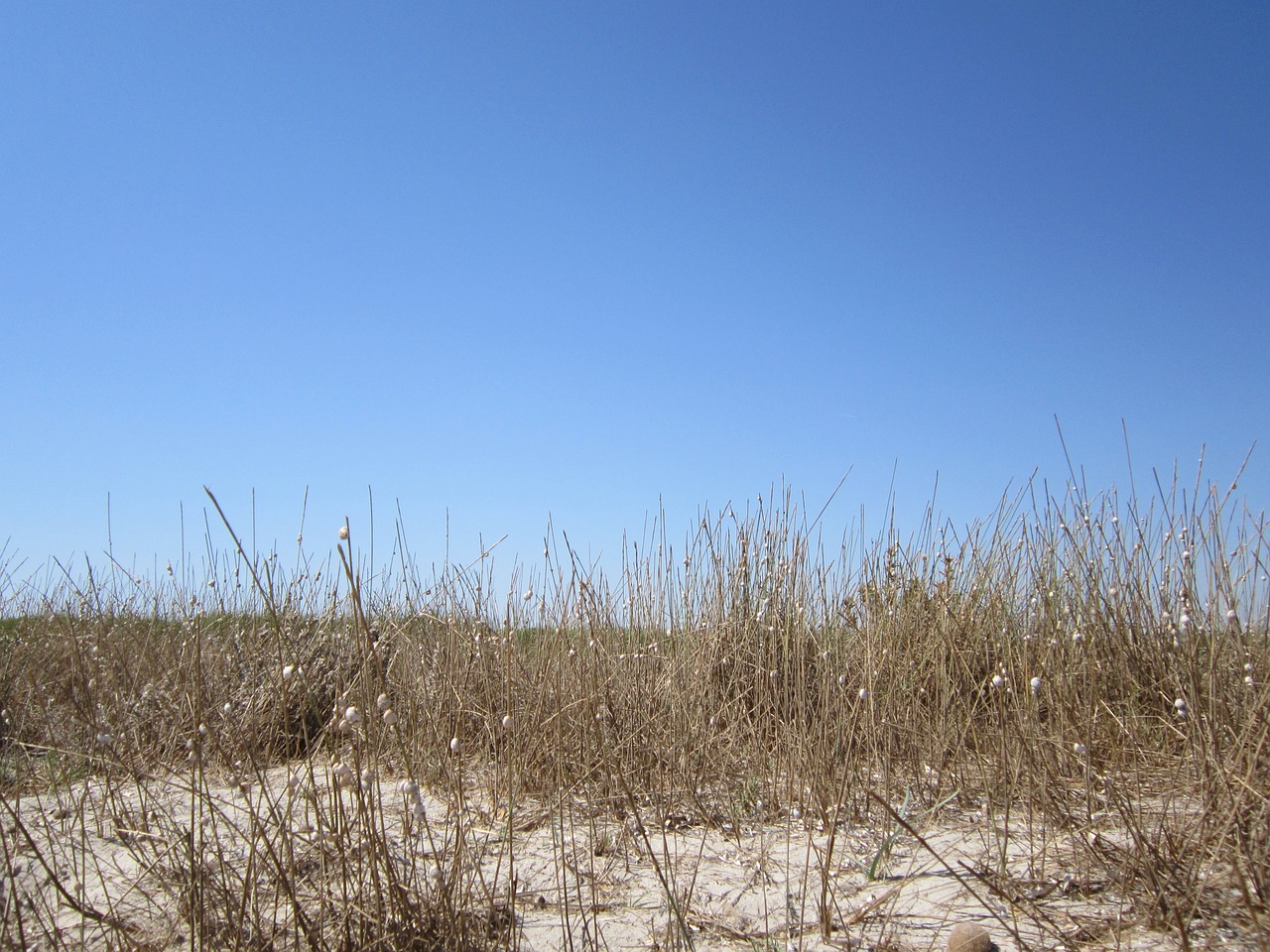 beach dune grass free photo