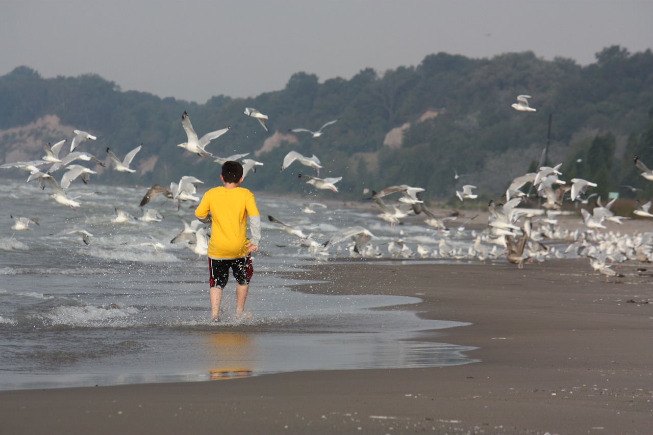 beach seagulls water free photo