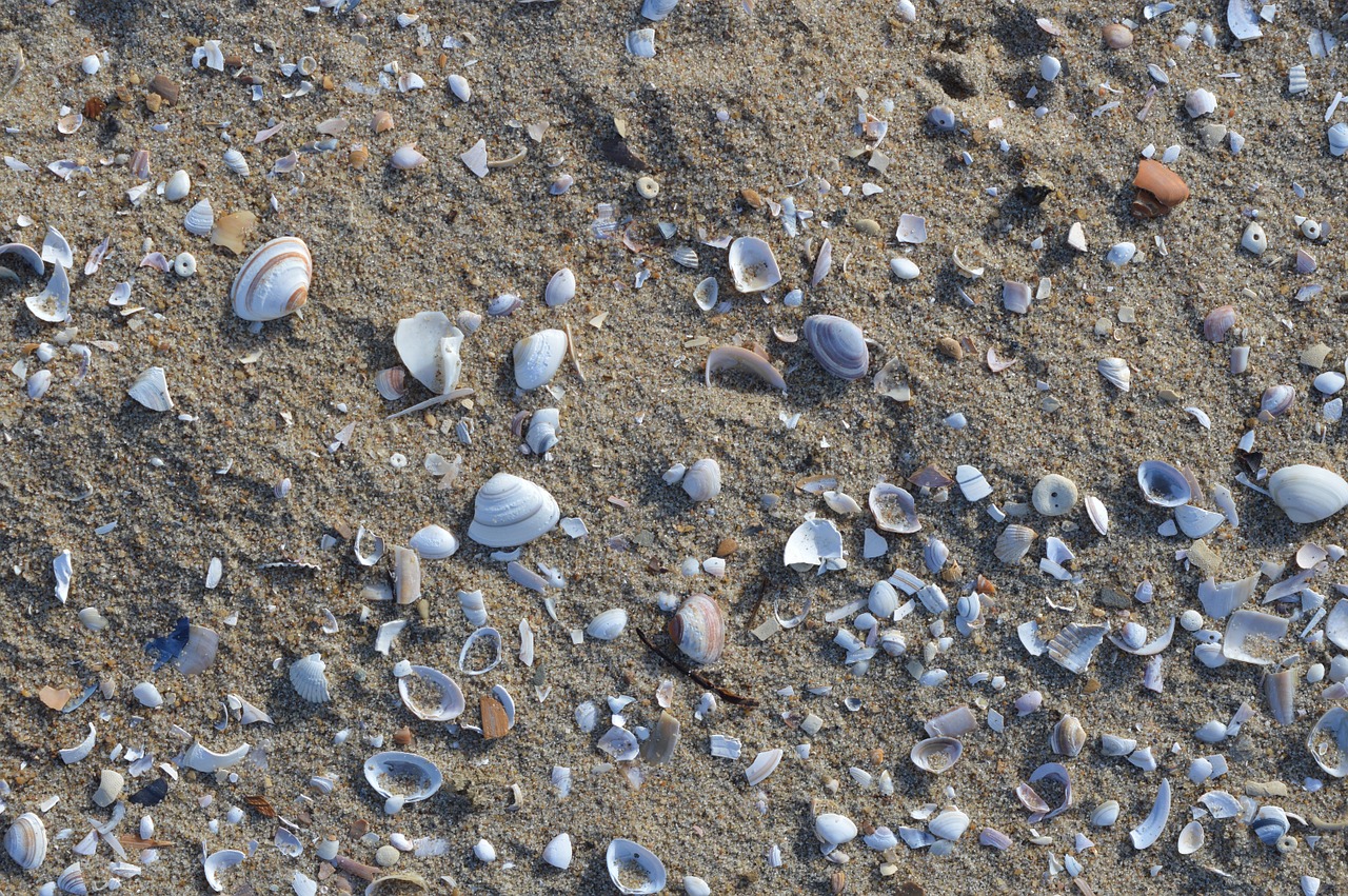 beach shells shell free photo