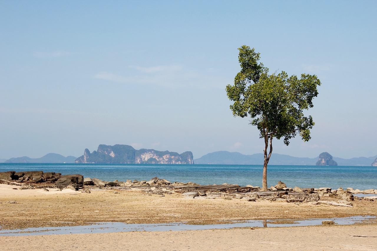 beach tree sea free photo