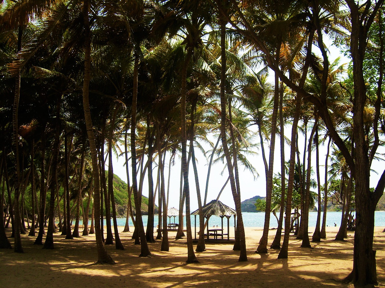beach coconut palm free photo