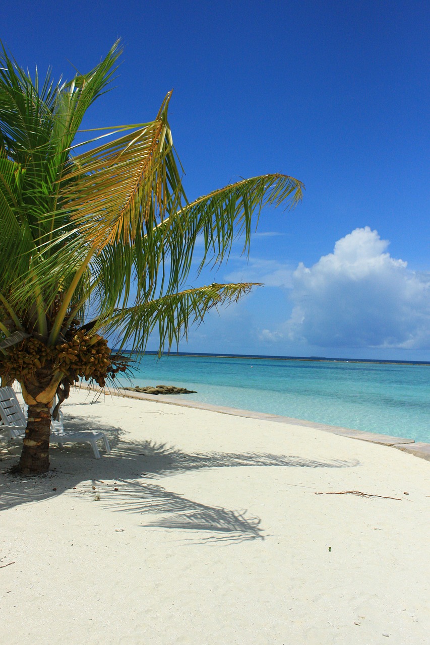 beach sea palm free photo