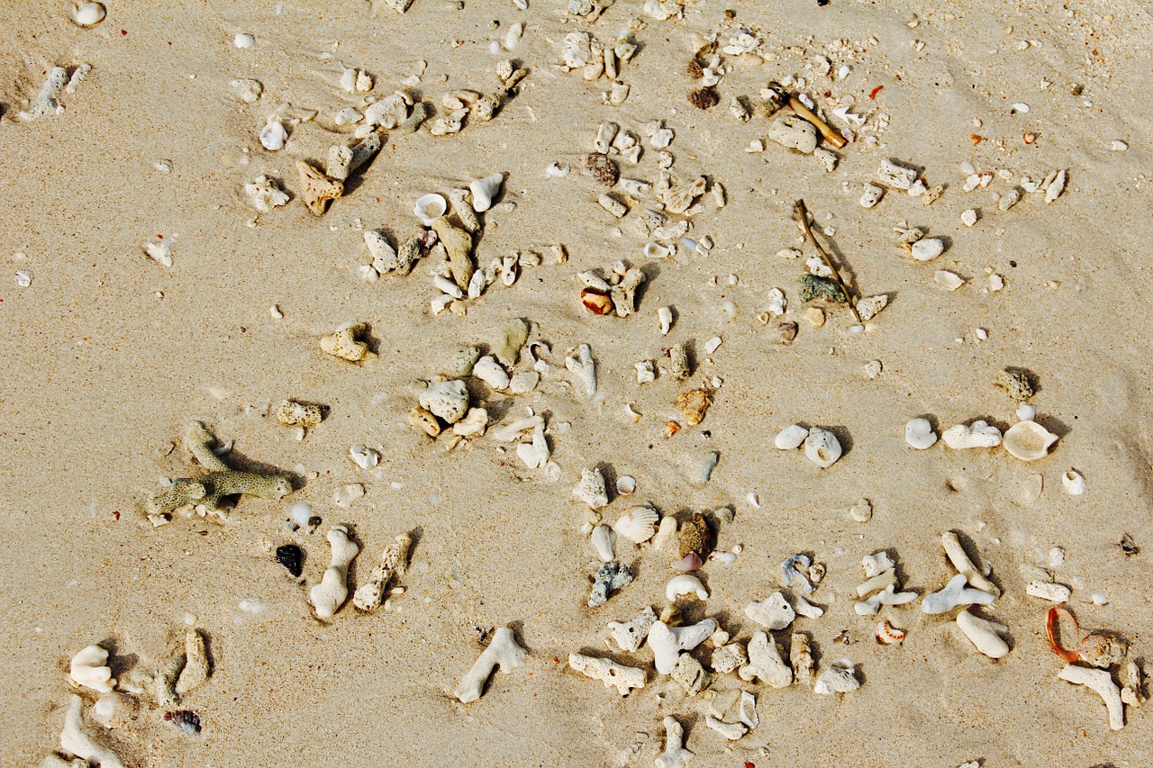 beach mussels sea free photo