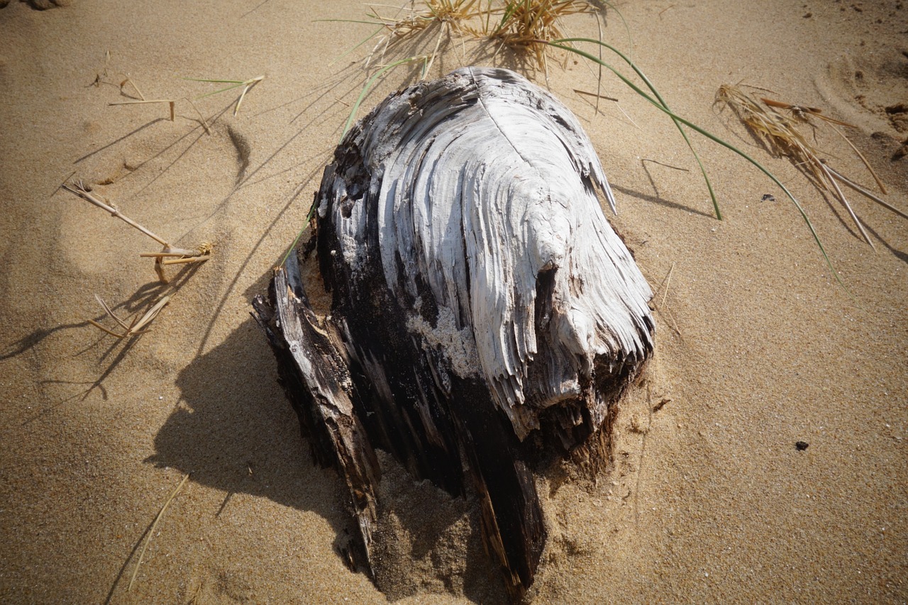 beach wood driftwood free photo