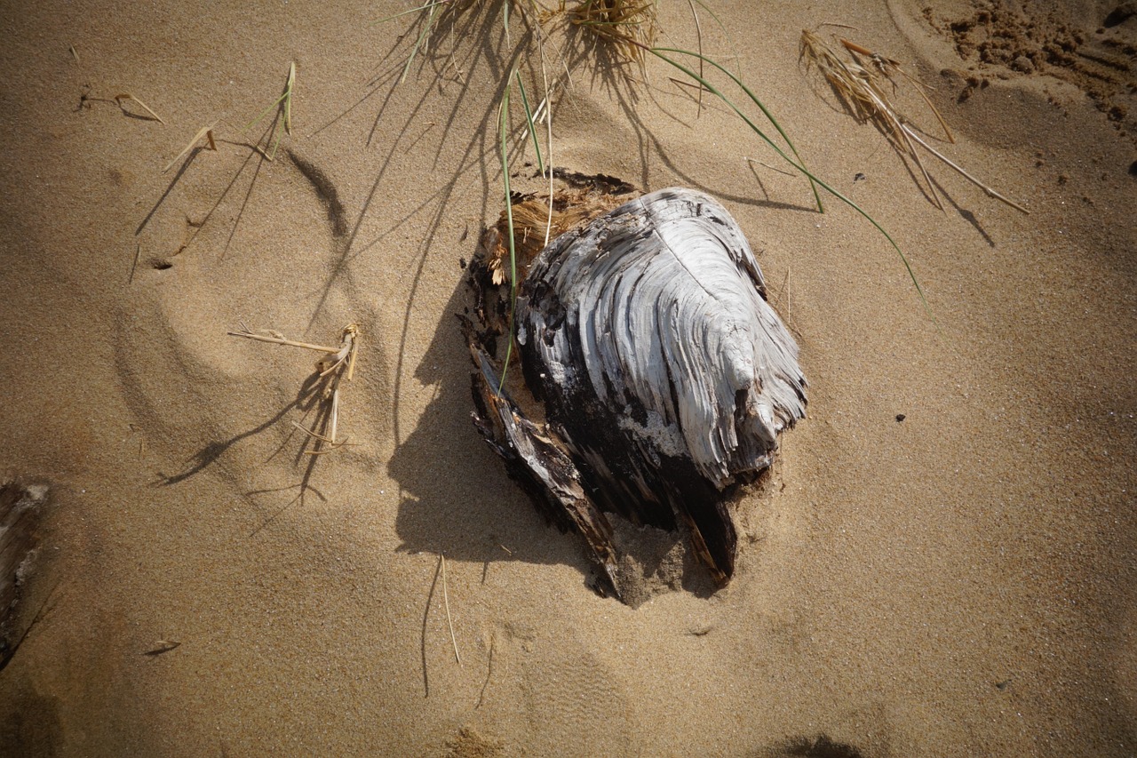 beach wood driftwood free photo