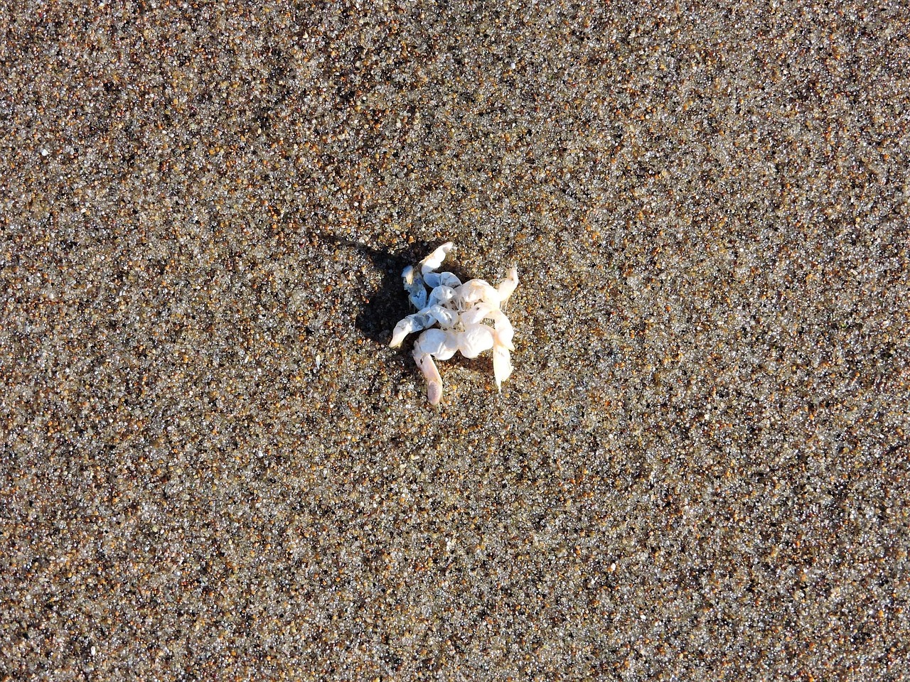 crab sand crab shell free photo