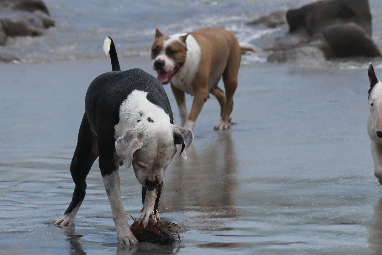 beach dogs game animals free photo