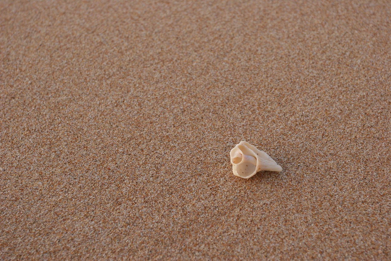 beach conch sand free photo