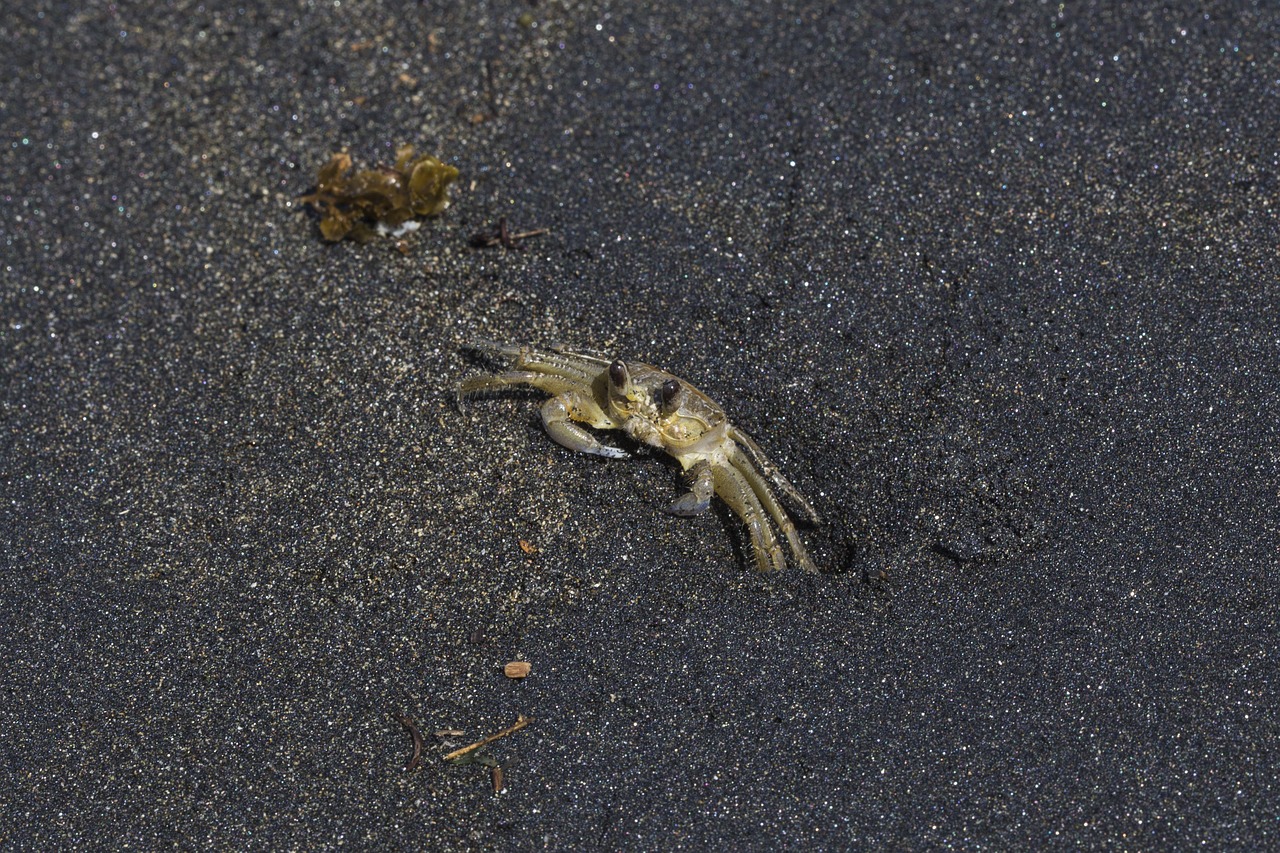 beach sand black free photo