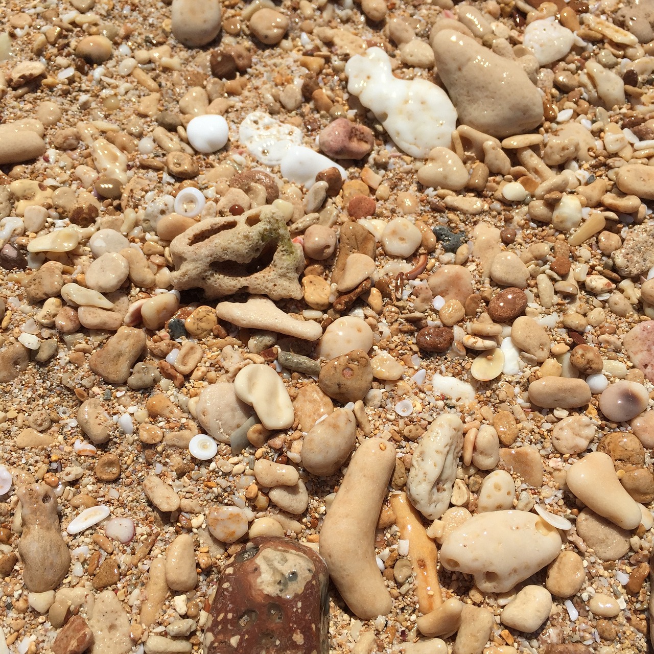 beach shell ocean free photo