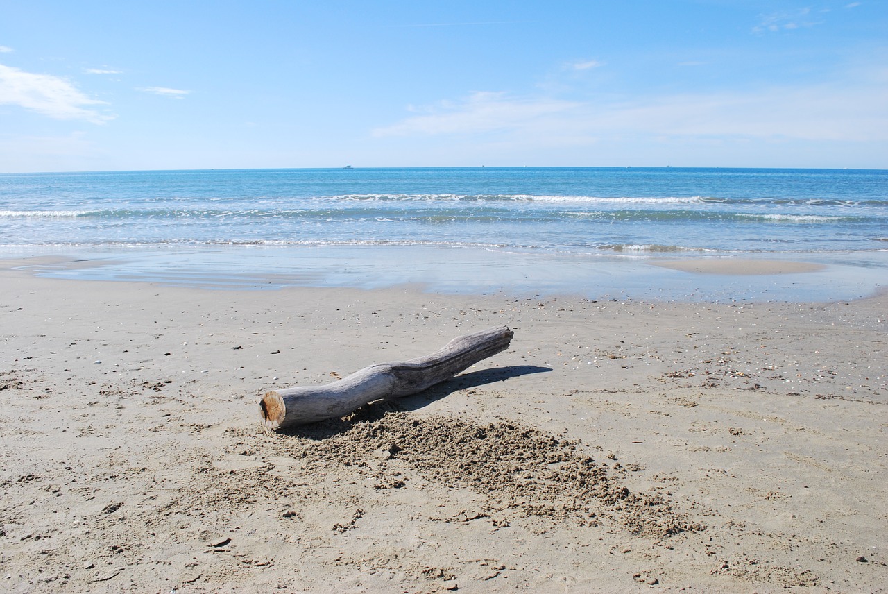 beach driftwood deadwood free photo