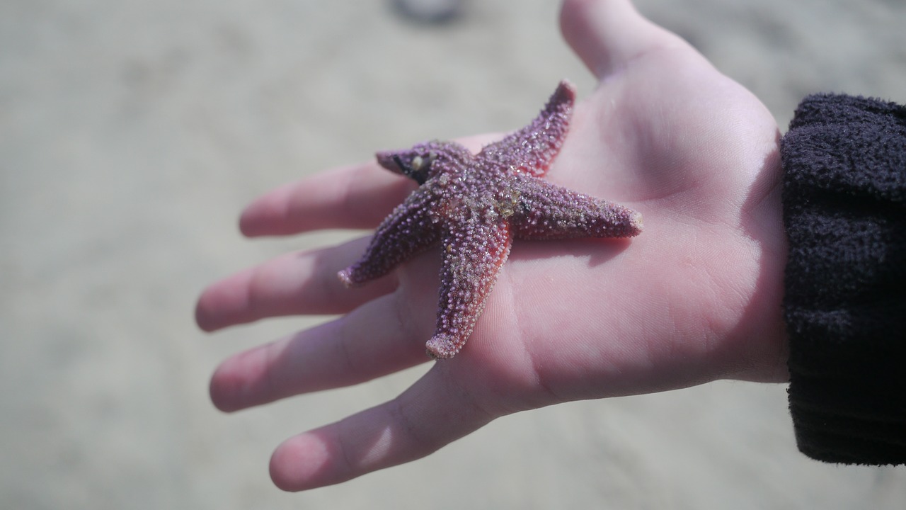 beach sea star star free photo