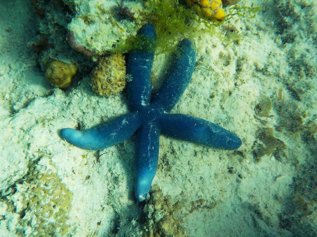 beach starfish underwater free photo