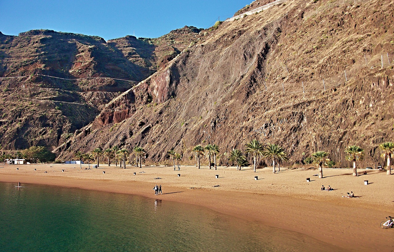 beach palm trees tenerife free photo