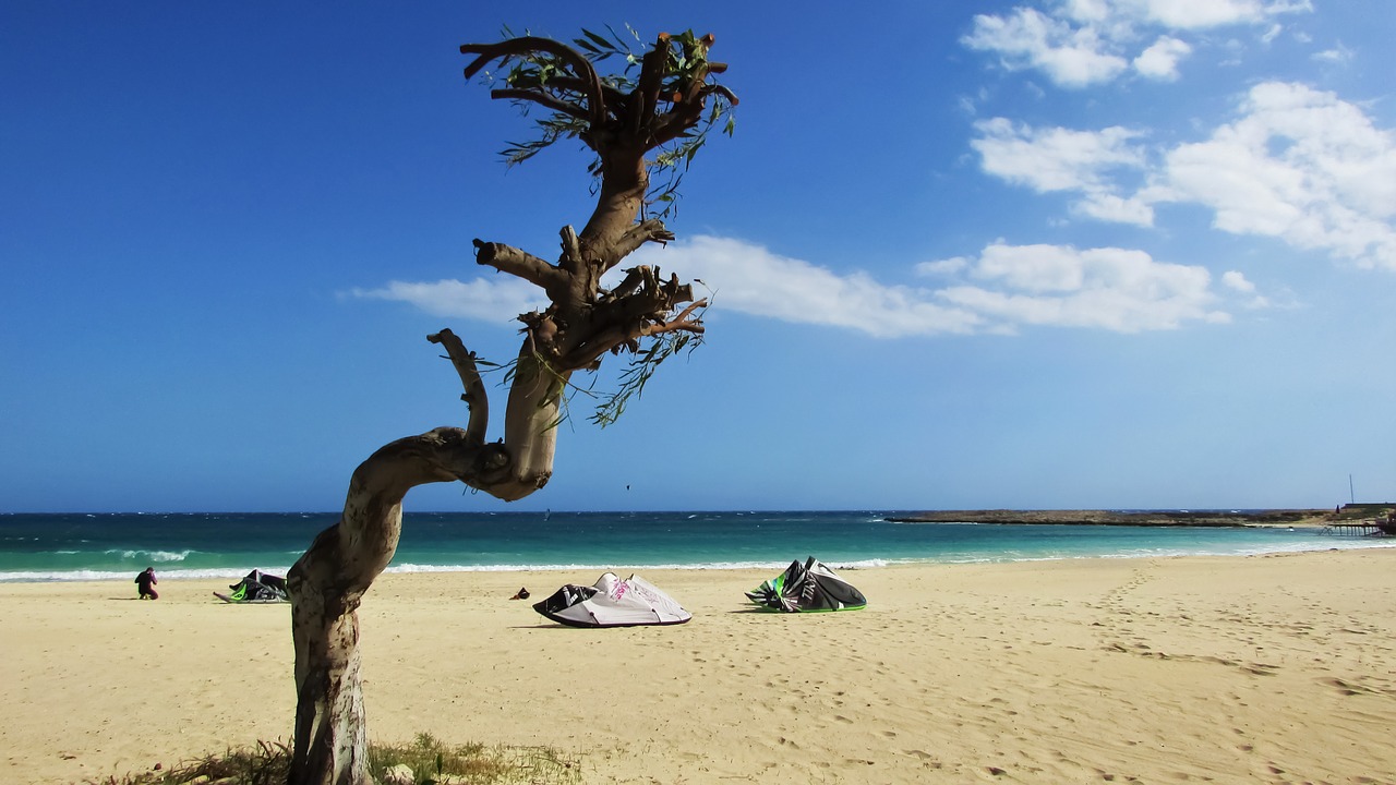 beach sand tree free photo