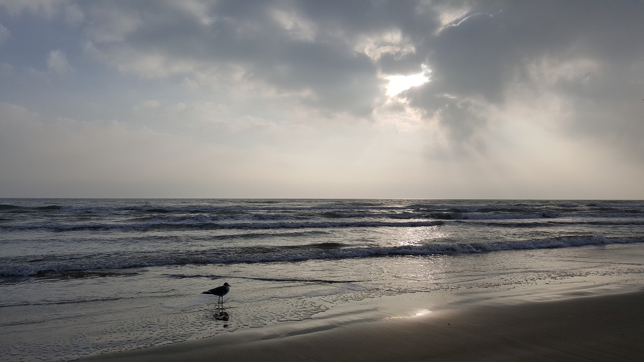 beach bird on a beach seagull on a beach free photo