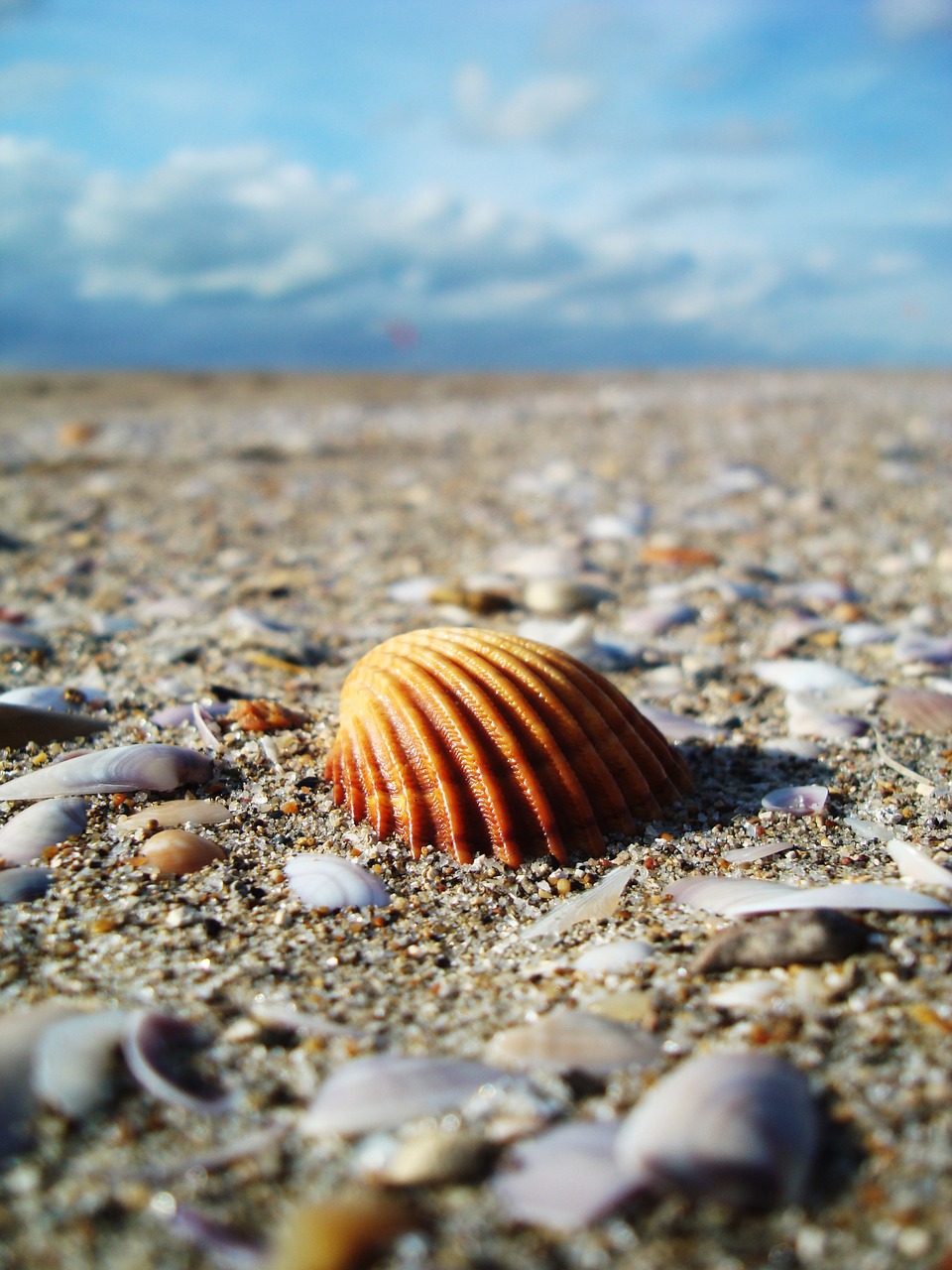 beach shell sand free photo