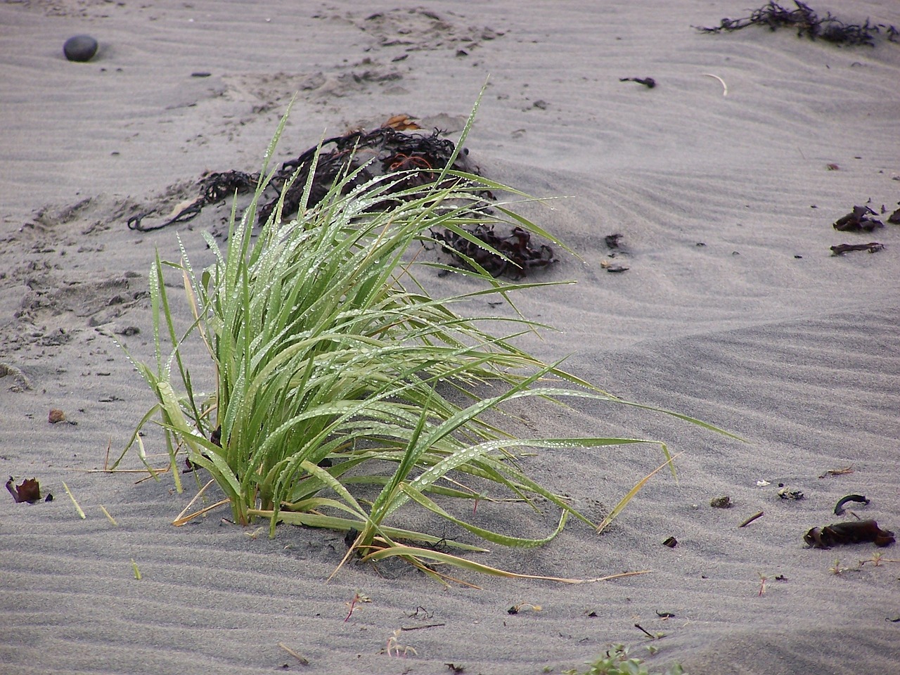 beach plant grasses free photo