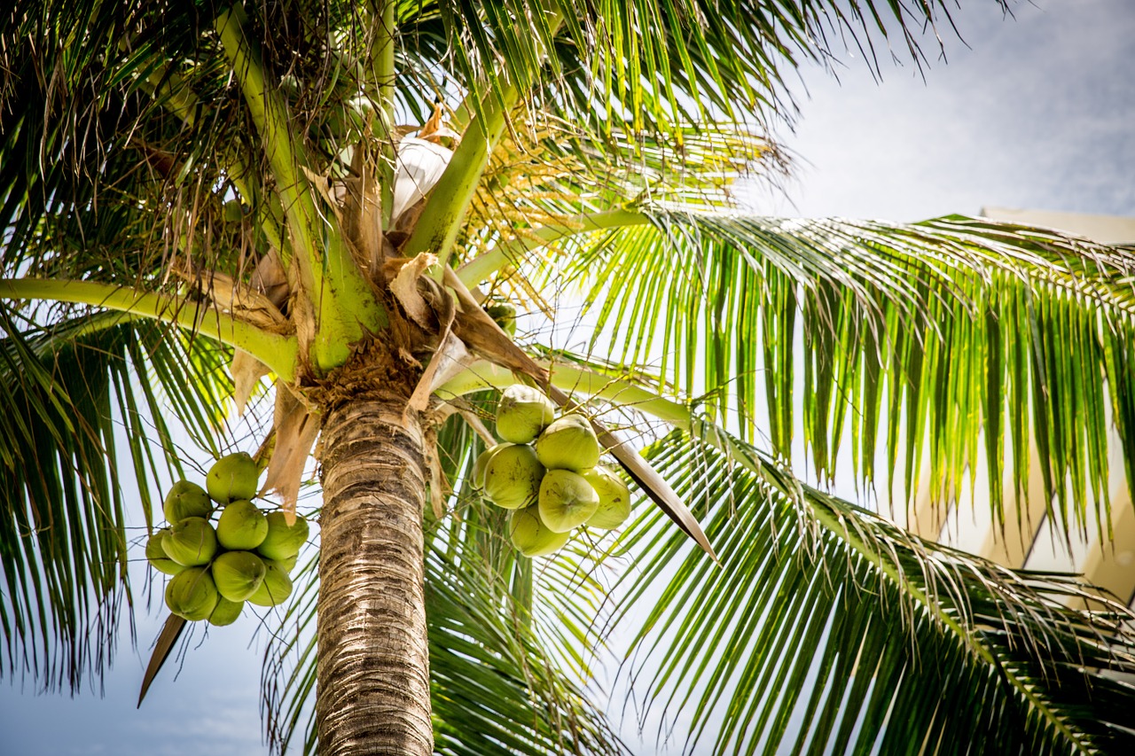 beach tree palm free photo