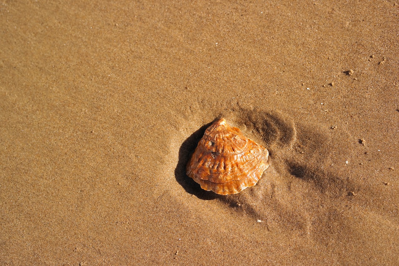 beach seashell sand free photo