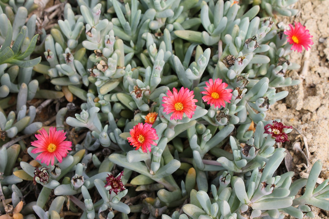 beach flowers summer free photo