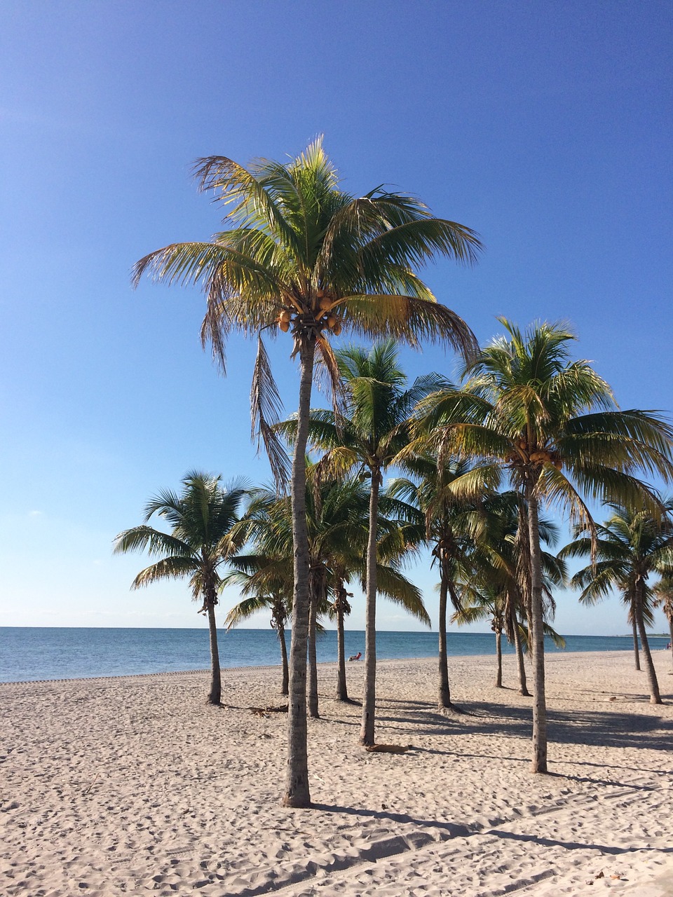 beach palm trees sea free photo