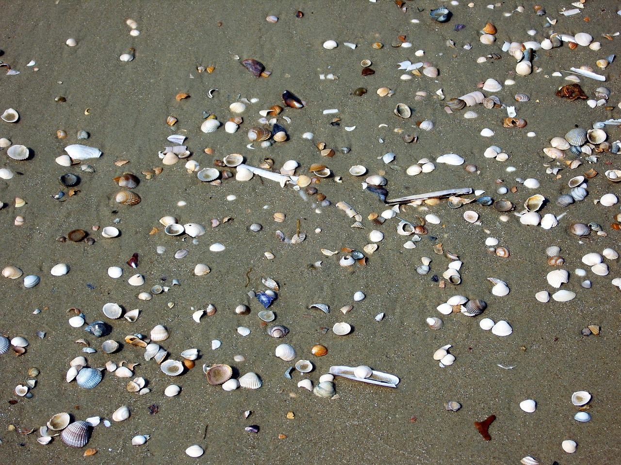 beach mussels north sea free photo