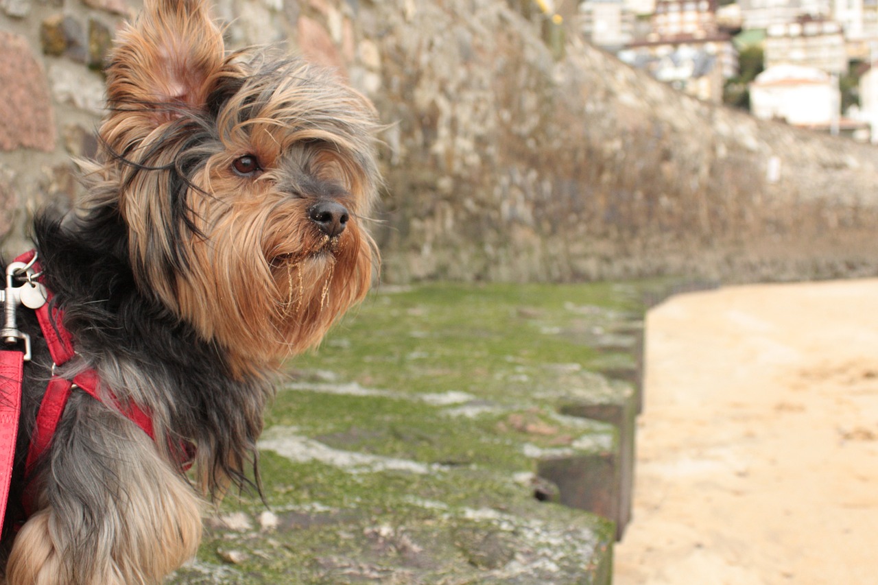 beach ondarreta coconut free photo