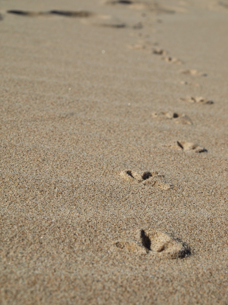 beach footprints sand free photo