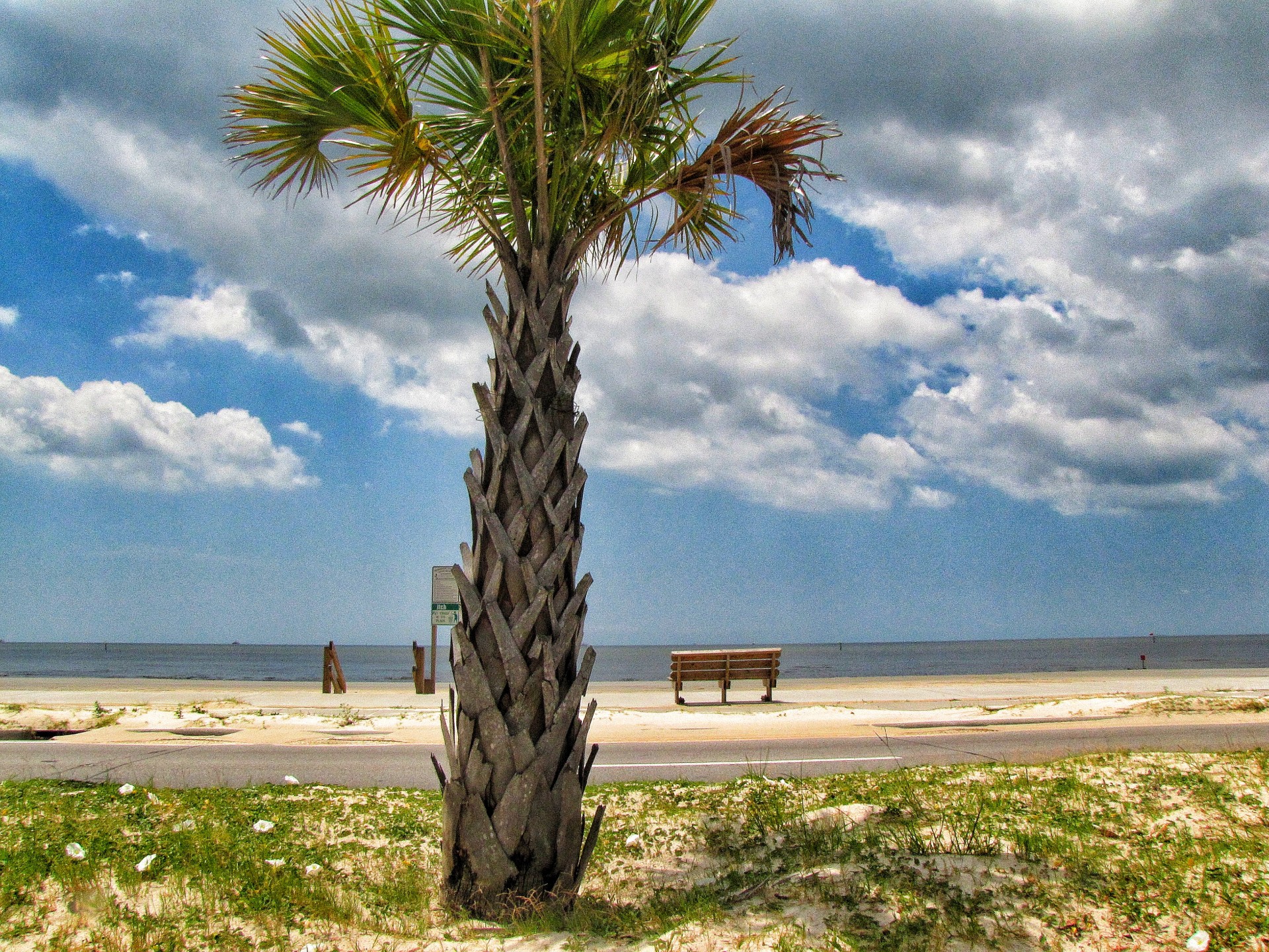 beach palm tree water free photo