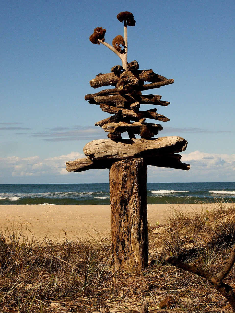 beach driftwood seascape free photo