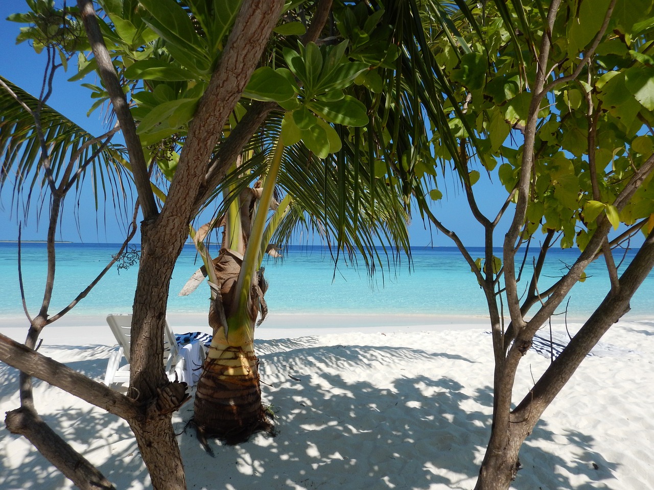 beach palm trees sea free photo